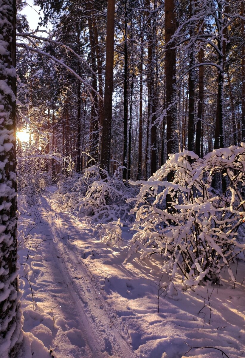 Калиновский лесопарк. Фото — Анастасия Малюкова