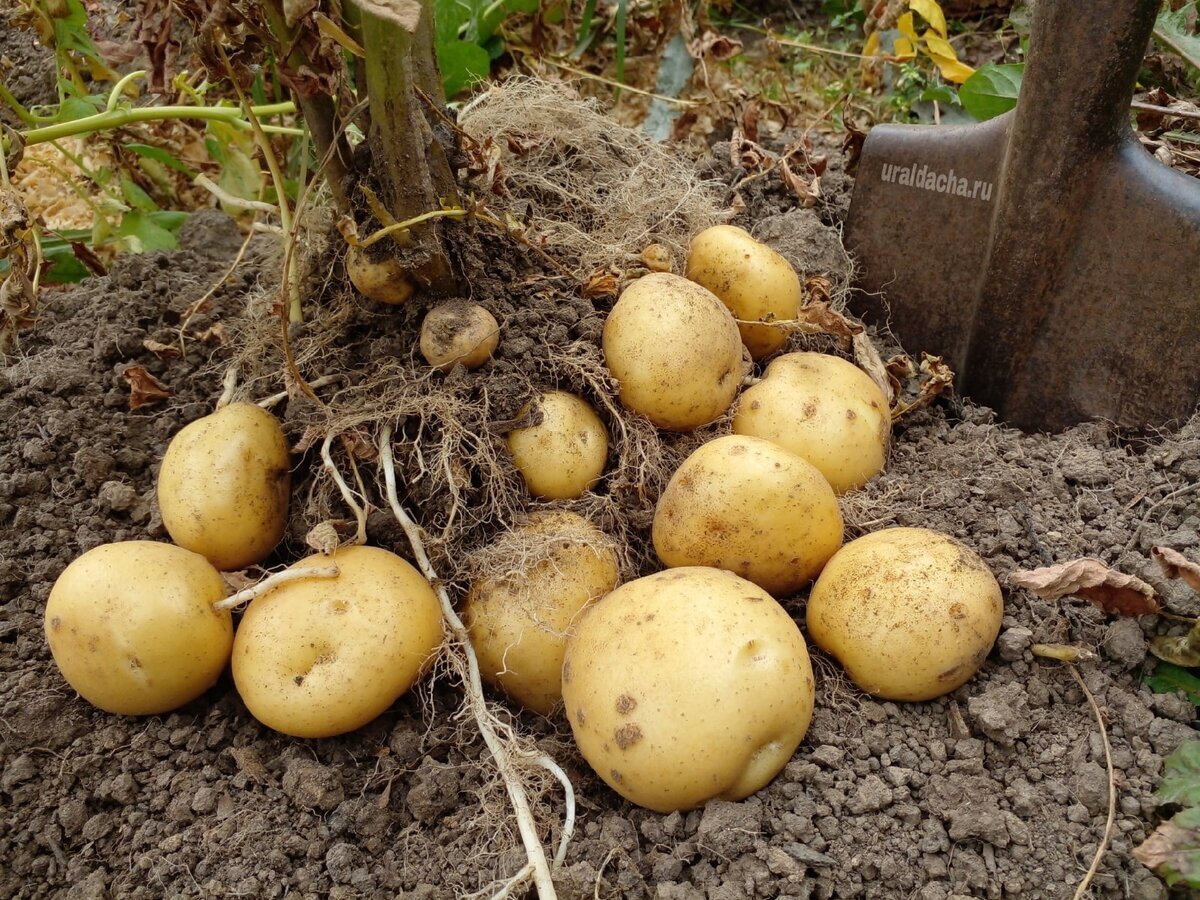 Мы привыкли убирать картофель в одно и то же время ориентируясь на соседей, или опытных садоводов, но это совершенно неправильный выбор.-2