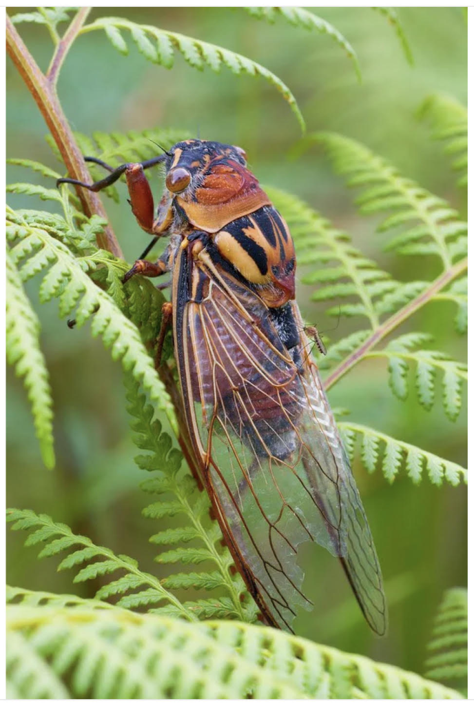 Источник: https://mavink.com/post/D1AFC5CC67EFA84649EEAE93D36563DFFDAM79CAA4