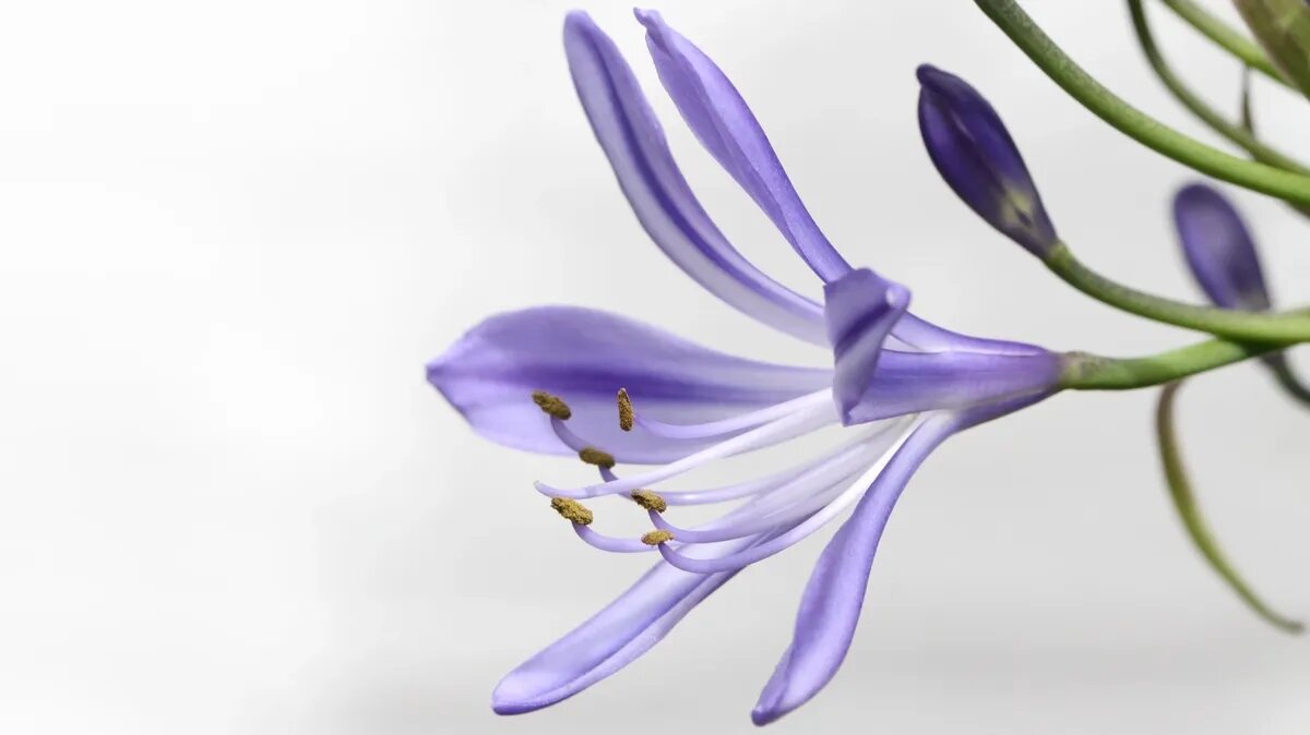 Окончательно подтверждено, что размер не всегда имеет значение. Фото: pxhere.com