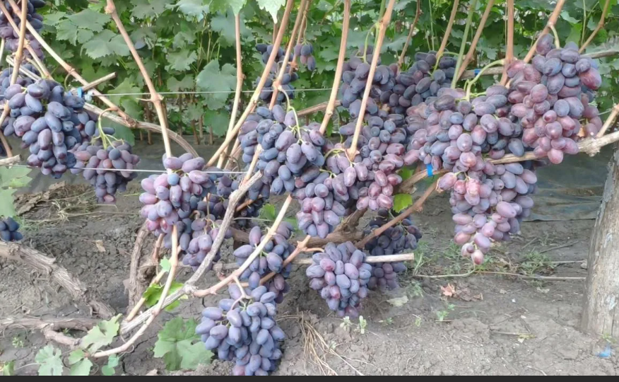 Что такое росяные корни у винограда и зачем их нужно осенью удалять