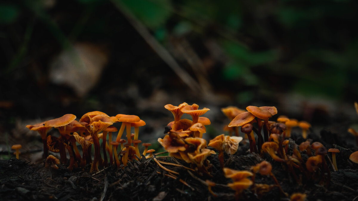 МикроМир грибов