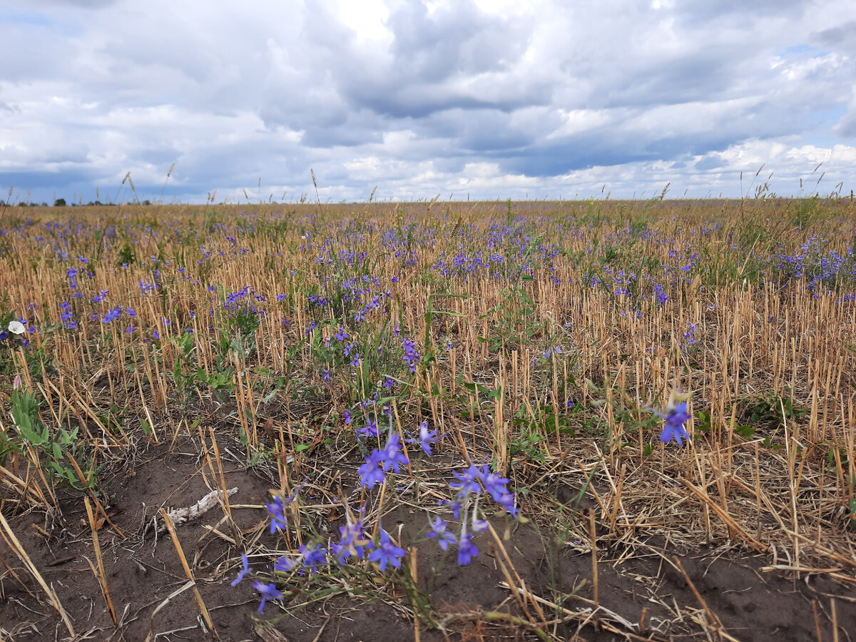 Фиолетовые цветы