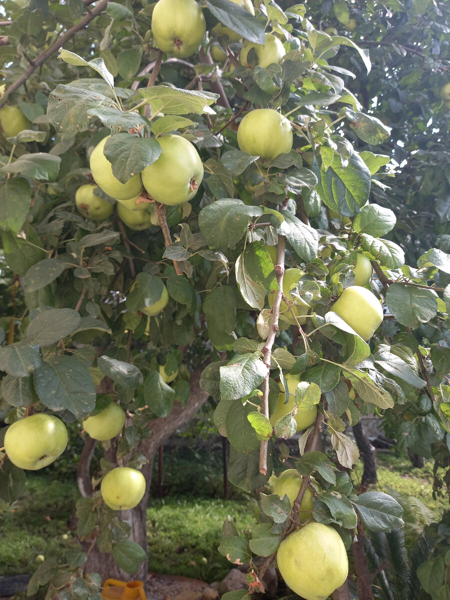Яблоня после урожая: осенний уход за яблоней