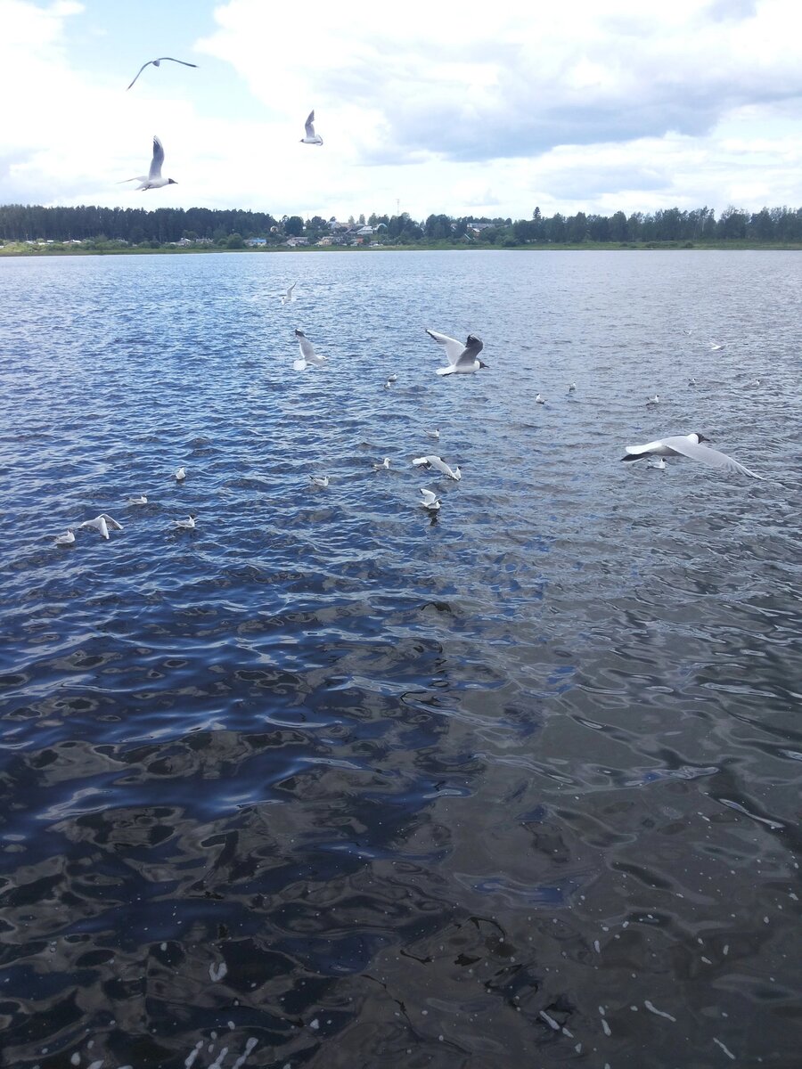 Чайки сопровождали всю дорогу 