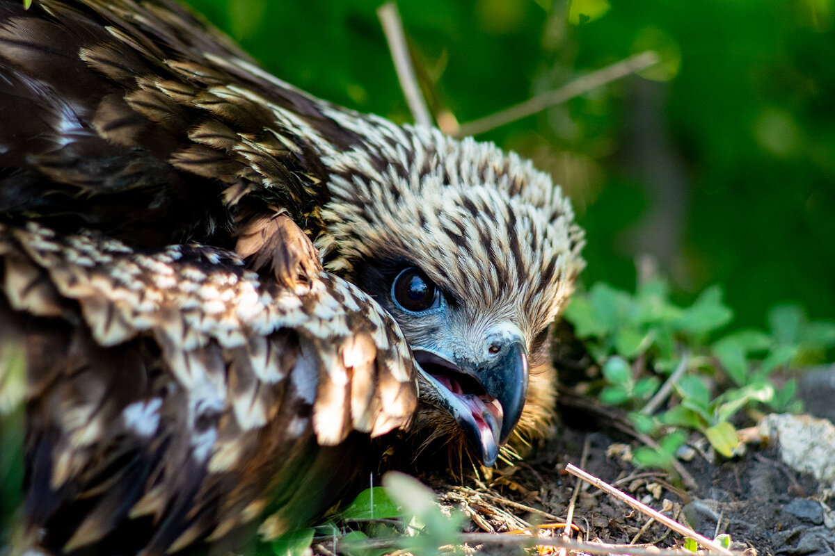 Коршуненок. Фото из интернета