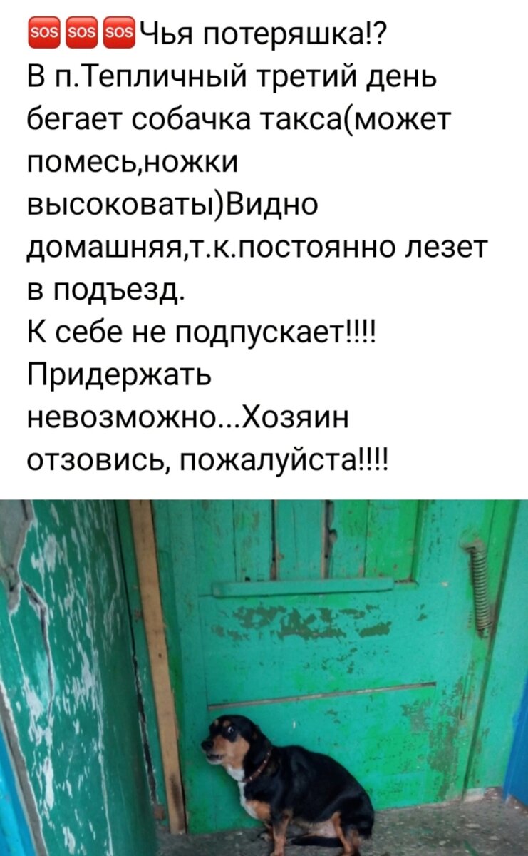 Бегала по дороге и заходила в посёлок