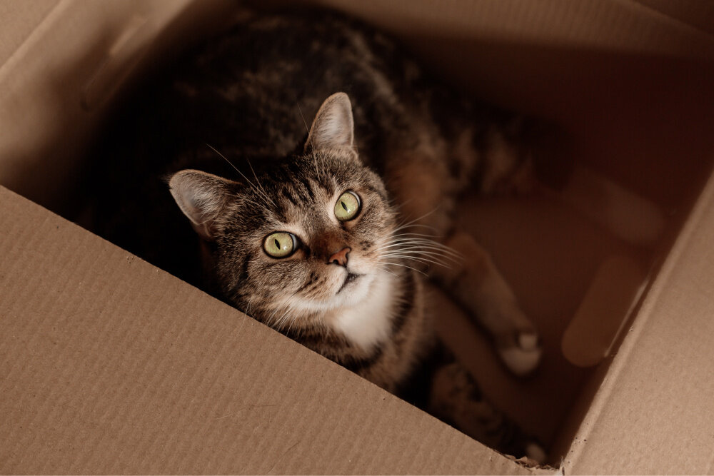 Кошки — вторые по популярности после собак домашние животныеИзображение: © Kristina Igumnova26 / Shutterstock / FOTODOM