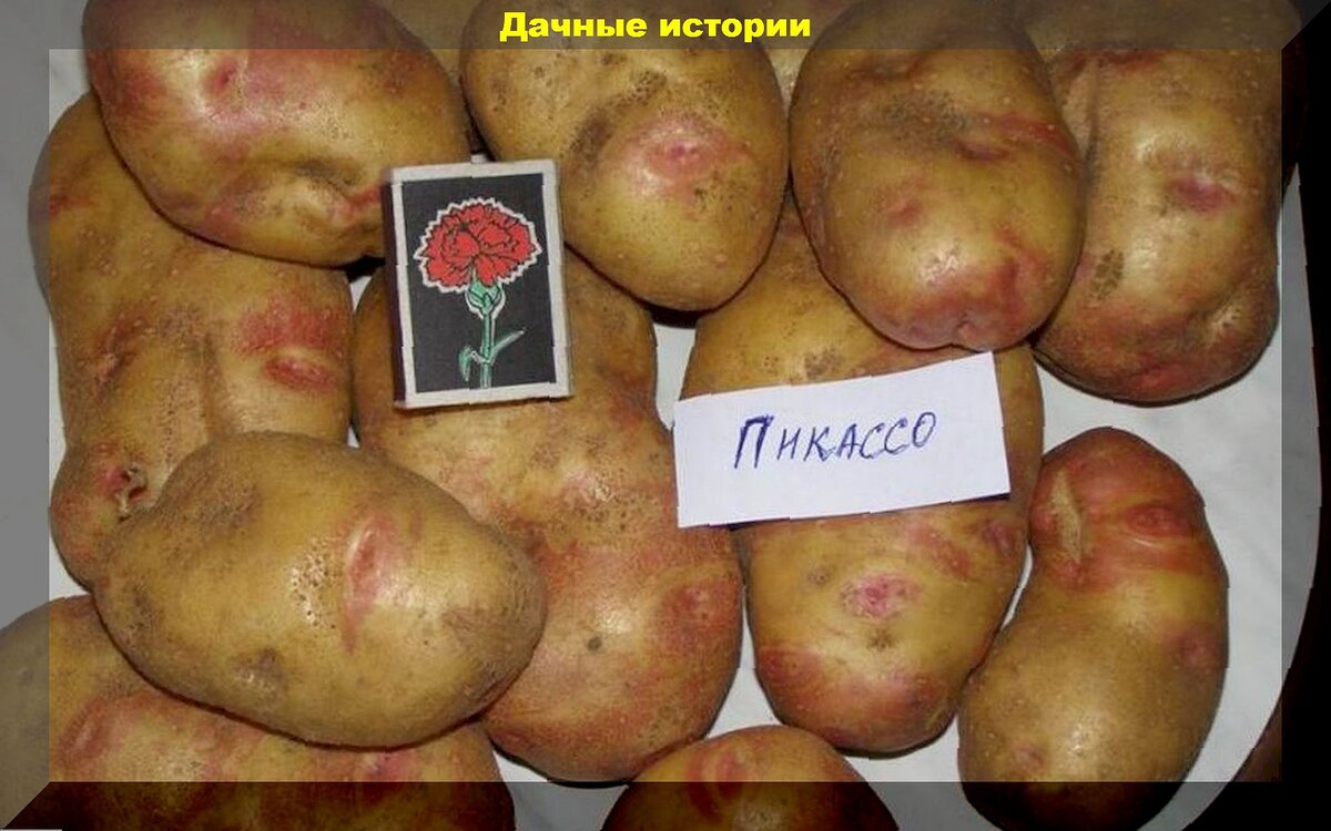 Семенной картофель Пикассо