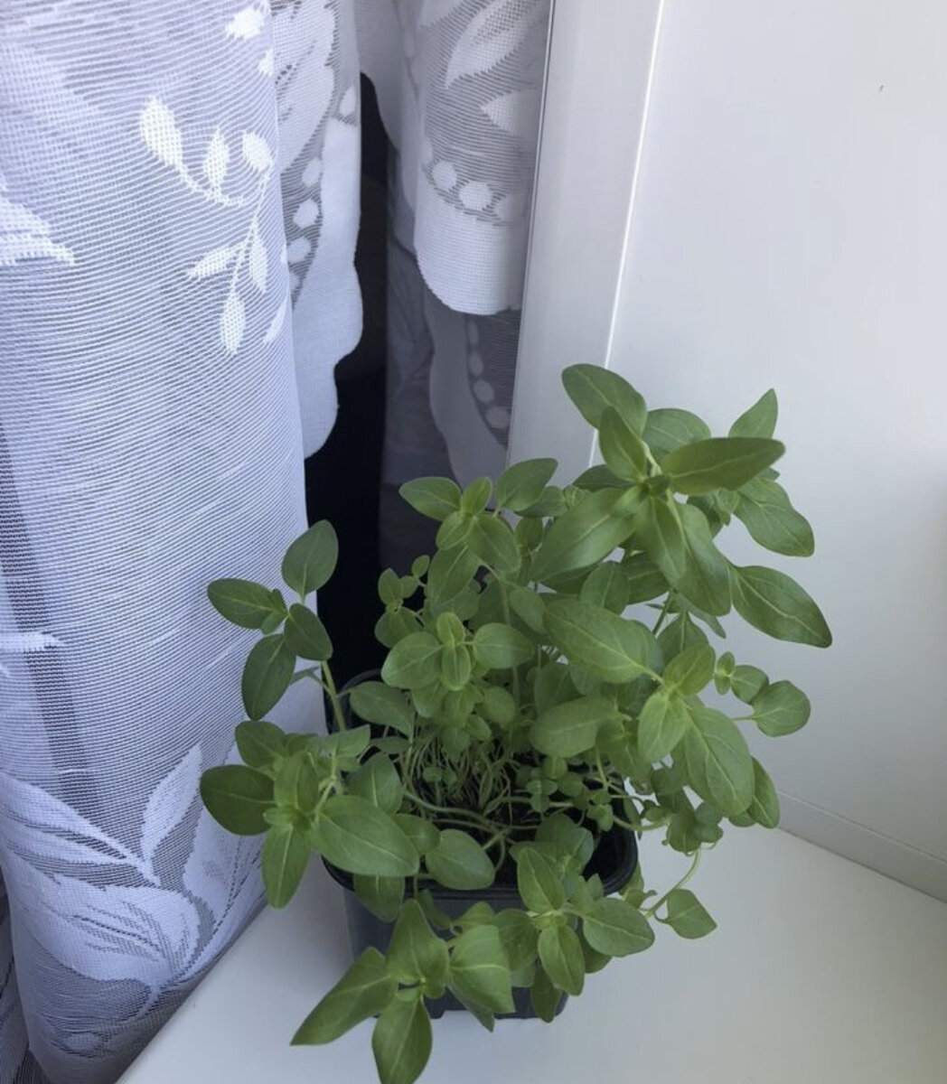 Примерно через 1,5 месяца рассада выглядела таким образом