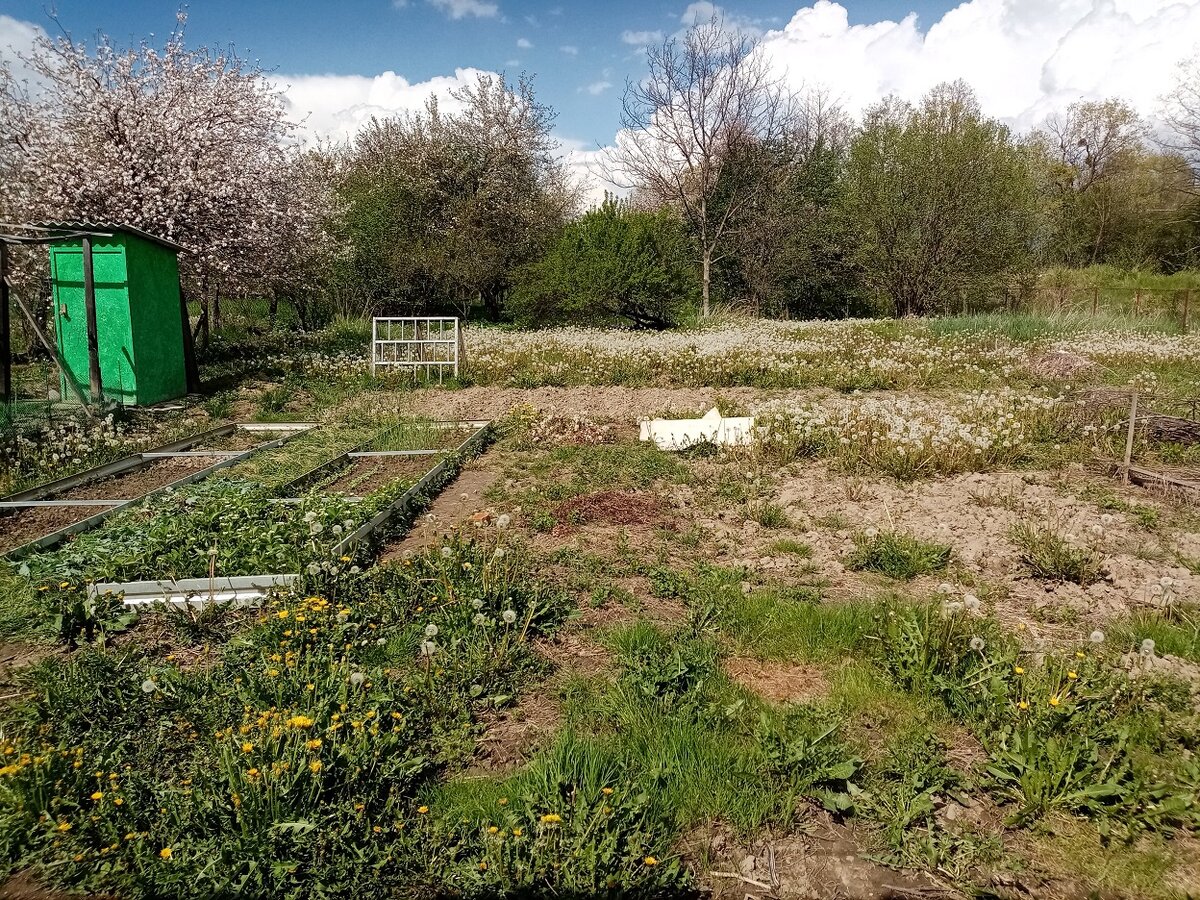 Между домом и грядками расчищаю.