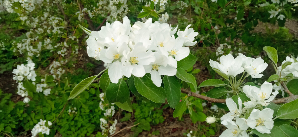 Ранетки зацвели.