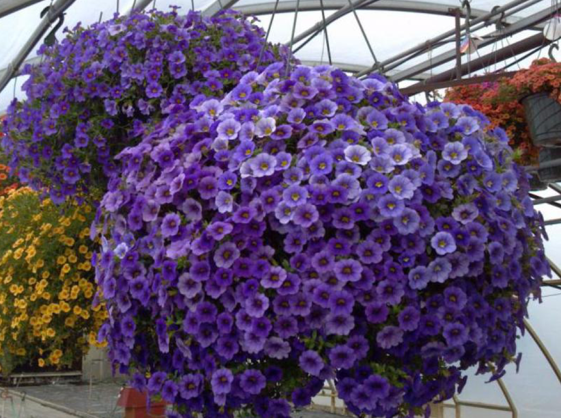 Сурфиния отличается очень обильным цветением (источник фото: sadovnikam.ru)