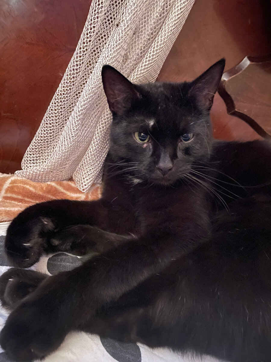 Тима. Обожает лежать на тканях 😅