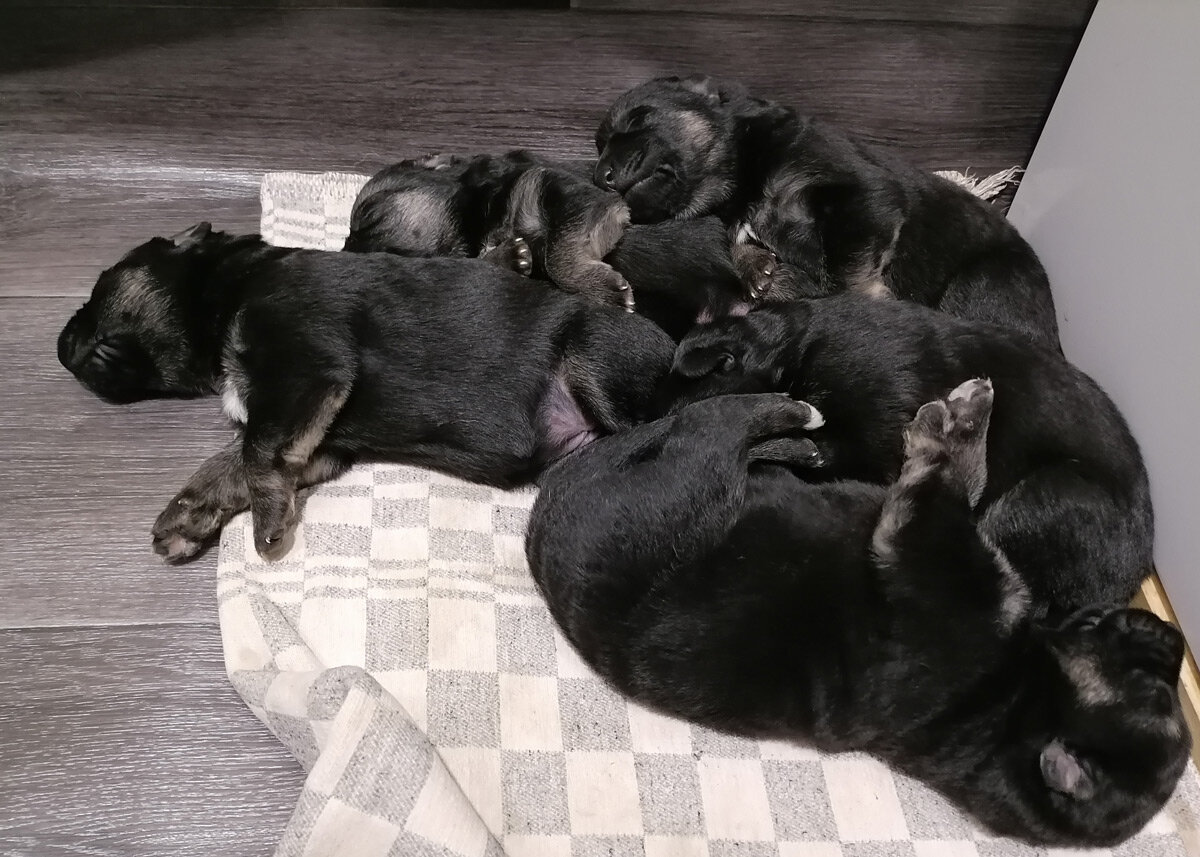 Сладкий сон