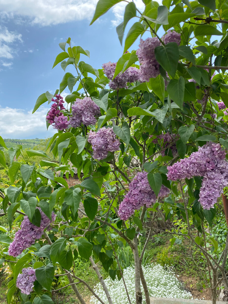 Вид сбоку более приемлем, все фото май 2023.