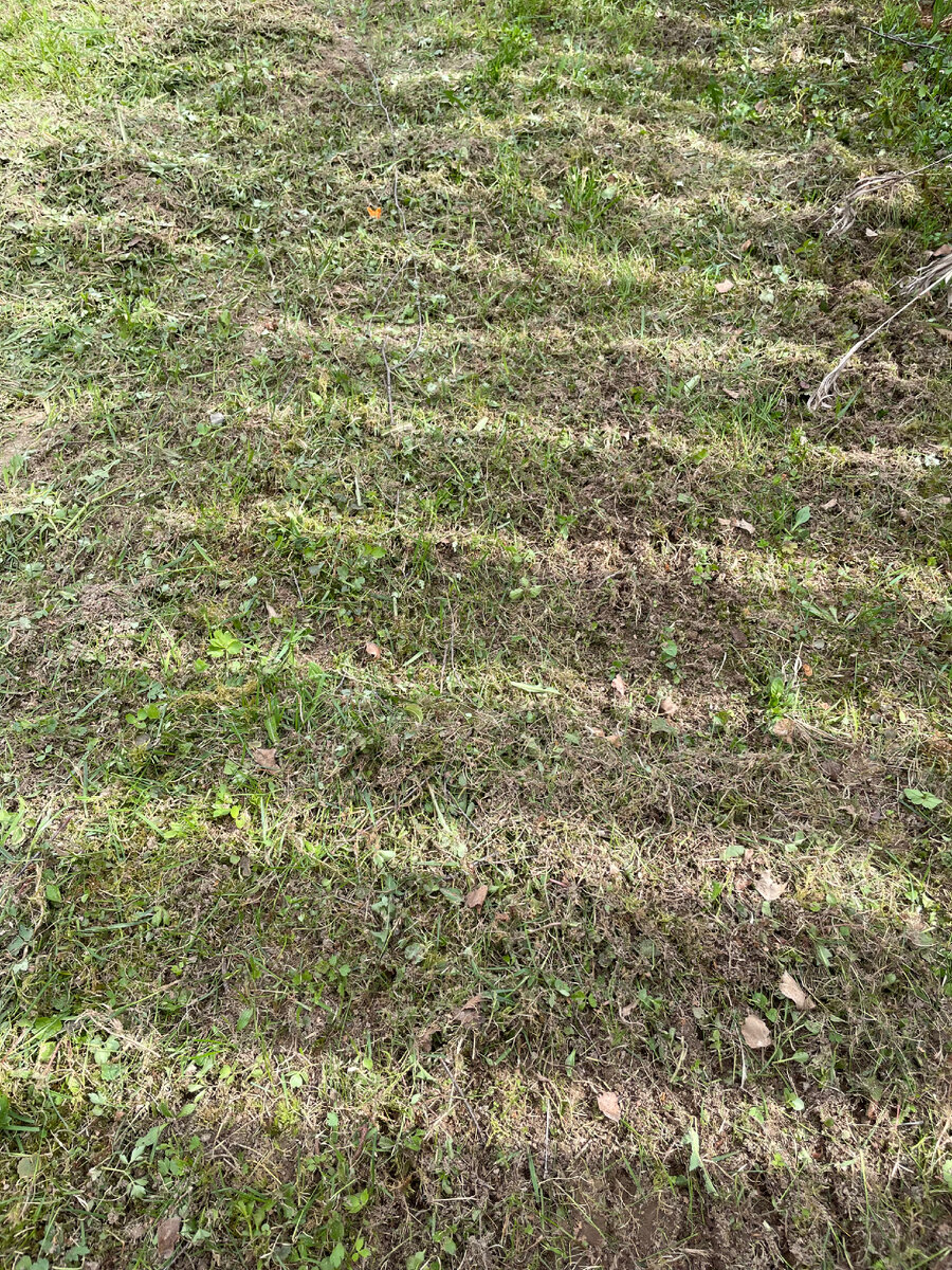 Взрыхленная земля после работы скарификатора.Хорошо вычесывает мох.