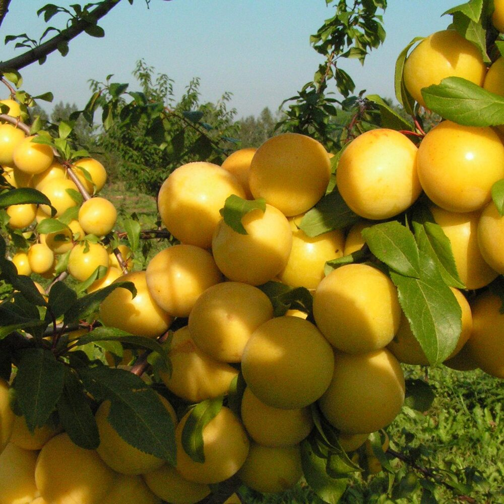 Алыча розовая