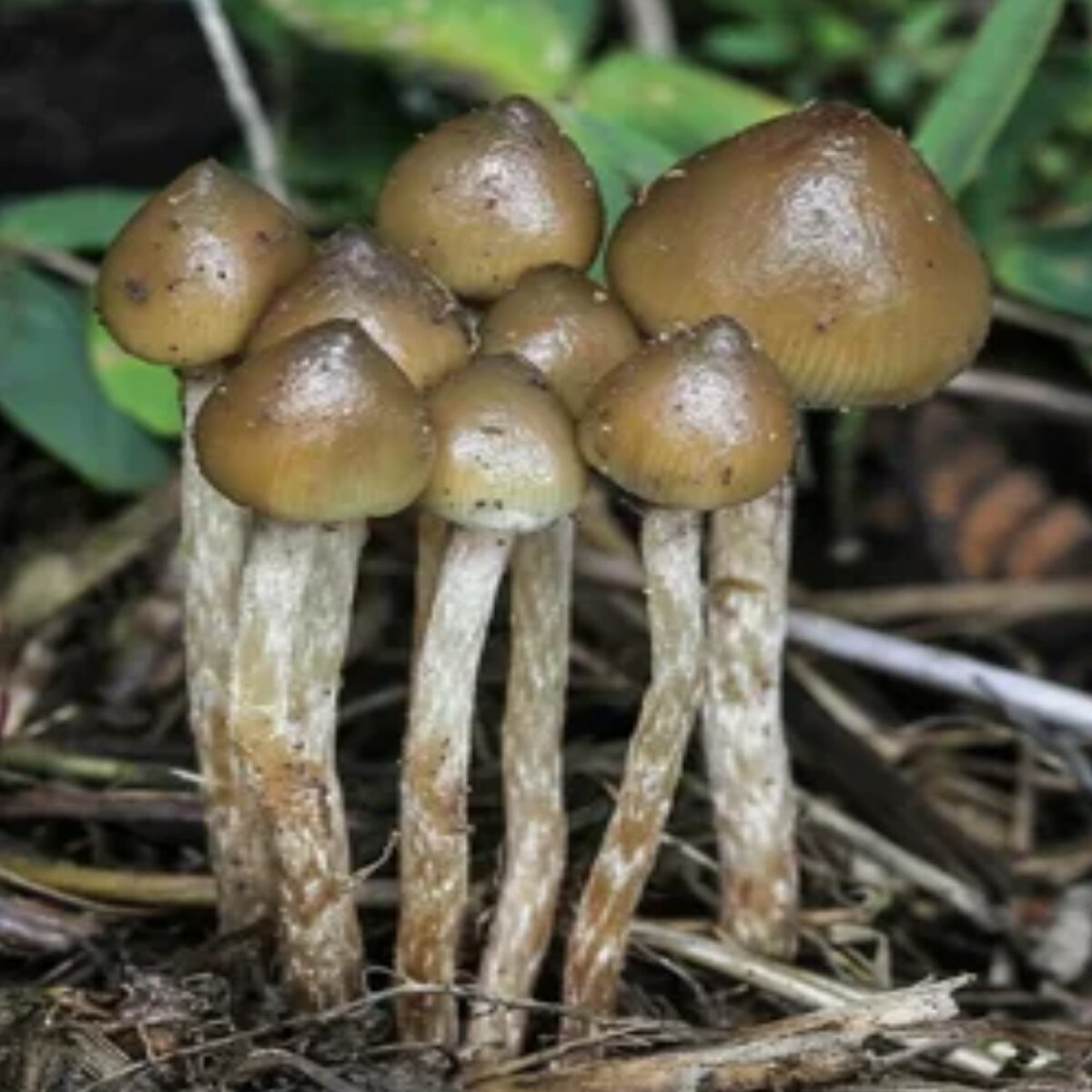 Psilocybe semilanceata: изображения без лицензионных платежей