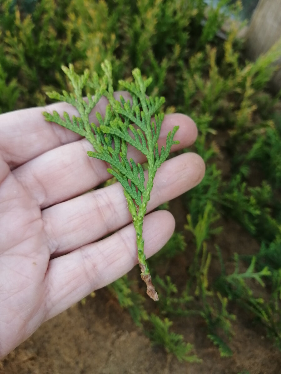 Черенок туи западной Холмструп