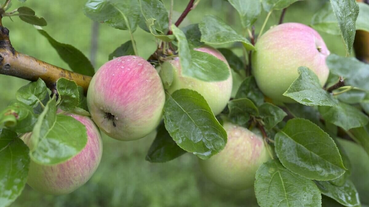    Яблоня© Globallookpress Nikolay Gyngazov