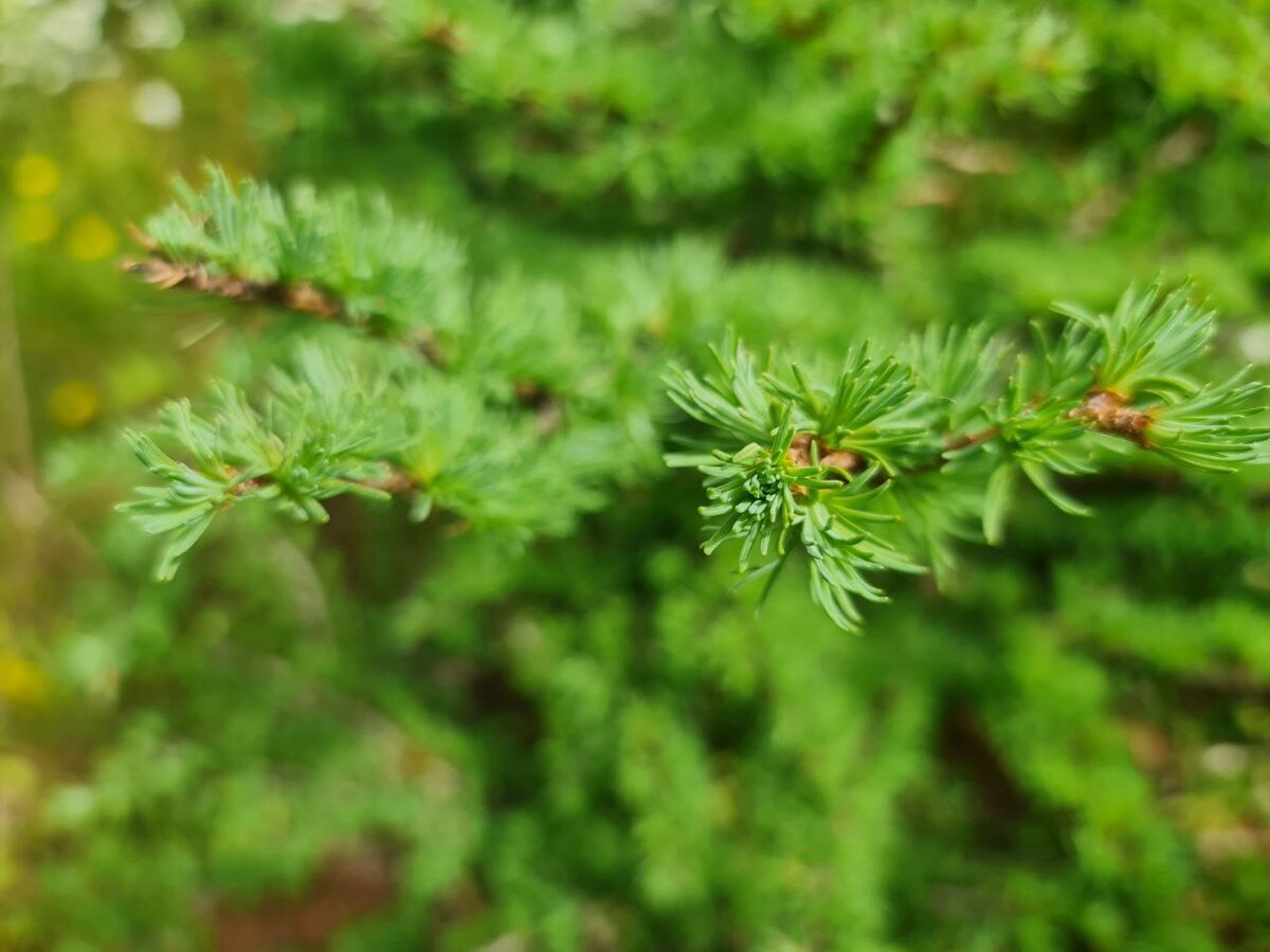 Хвоя Блю Дварф