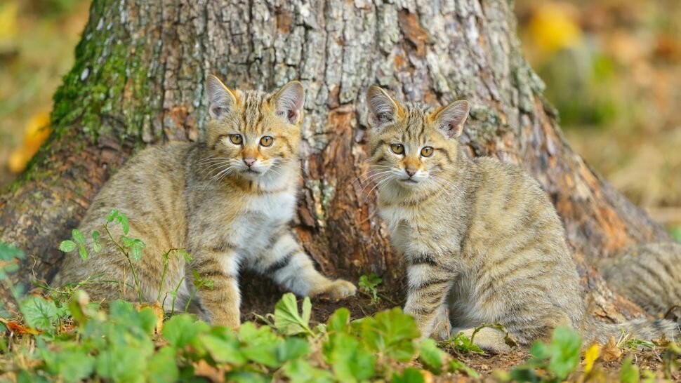 Кошки-лисы, источник фото: https://www.livescience.com/