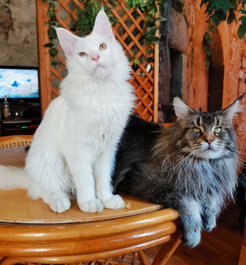 Рейн и Доник