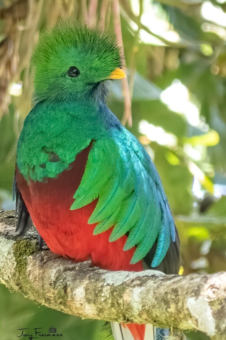 Фото: Jory Freimann. Кури Чанча - частный заповедник дикой природы в центральной части Коста-Рики, Монтеверде....Квезаль, или квеза́л, или кетсаль (лат. Pharomachrus mocinno) — самая крупная птица отряда трогонообразных.  Это пожалуй, самая красивая птица Американского континента.