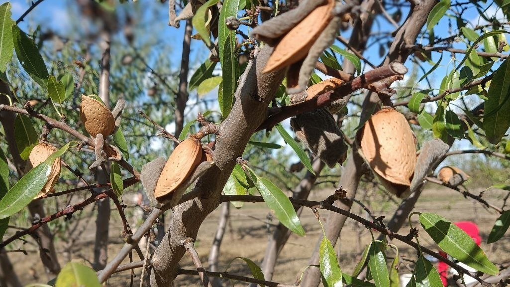 Миндаль в Бахчисарайском районе. Пора собирать :-)