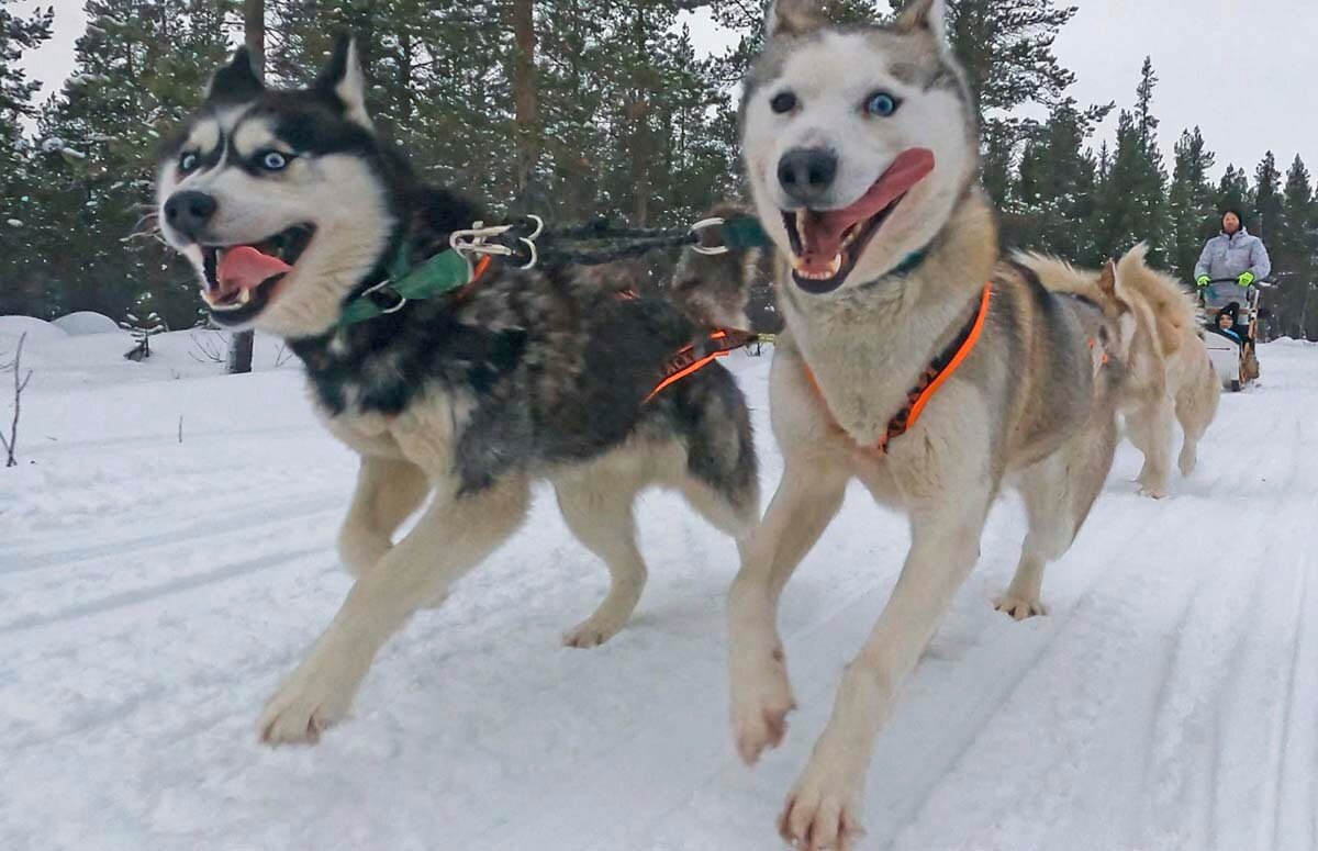 Хаски и Северное сияние