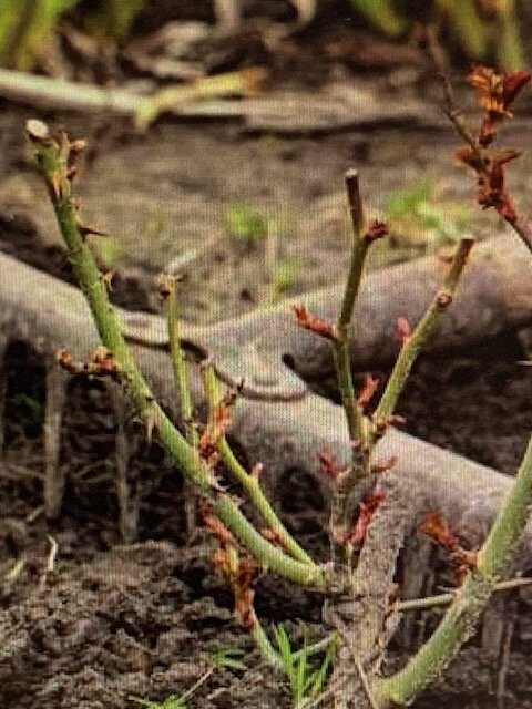 Новые саженцы тоже начали просыпаться, Появились почки.