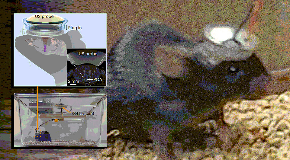   Hong Chen et al. / Nature Metabolism, 2023