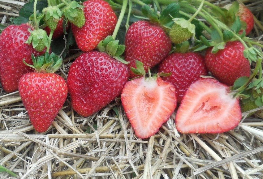 Источник:https://rastenijainfo.ru