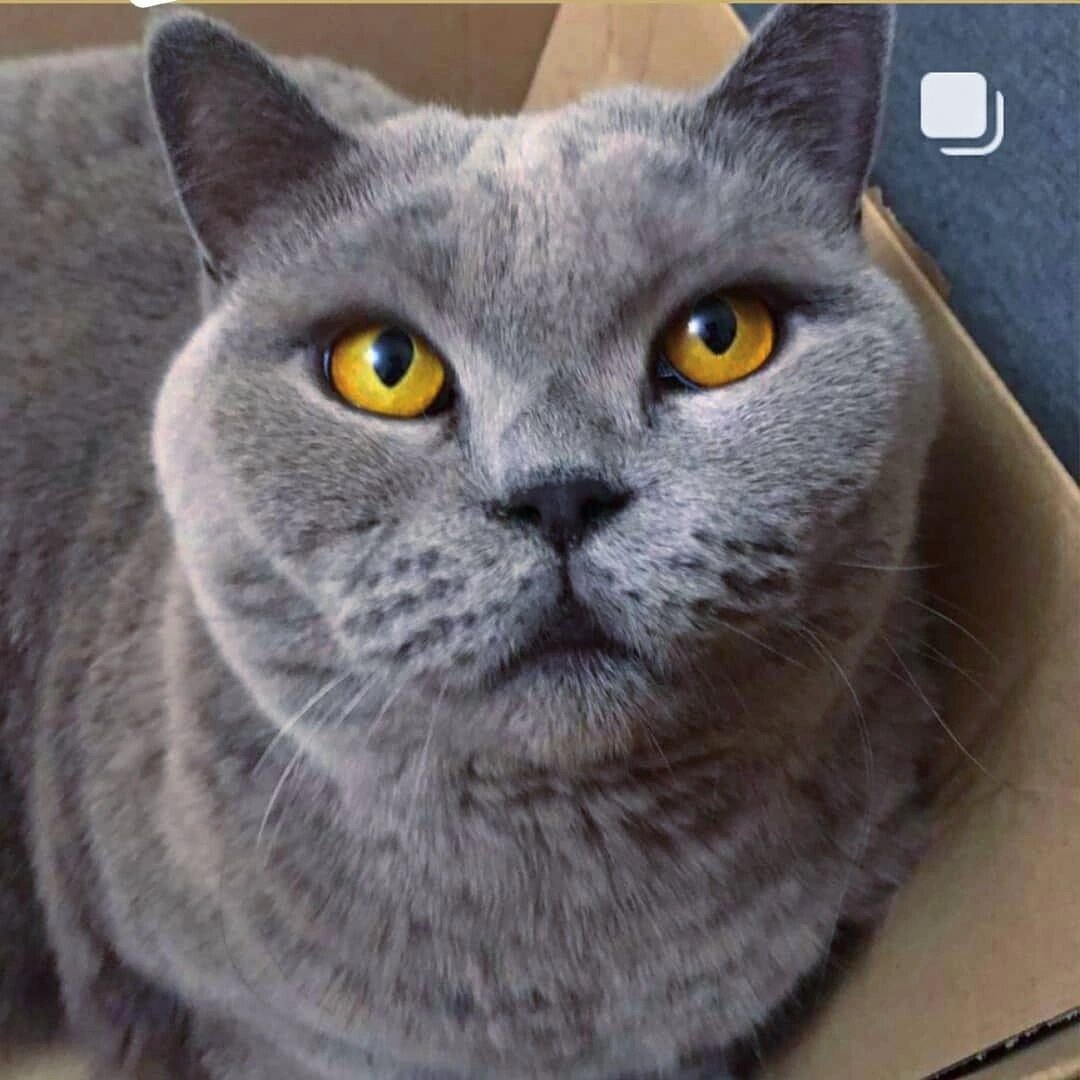 Голубая британская кошка 