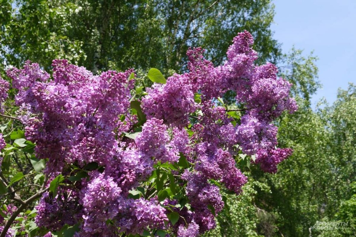    Сорт "Индия".