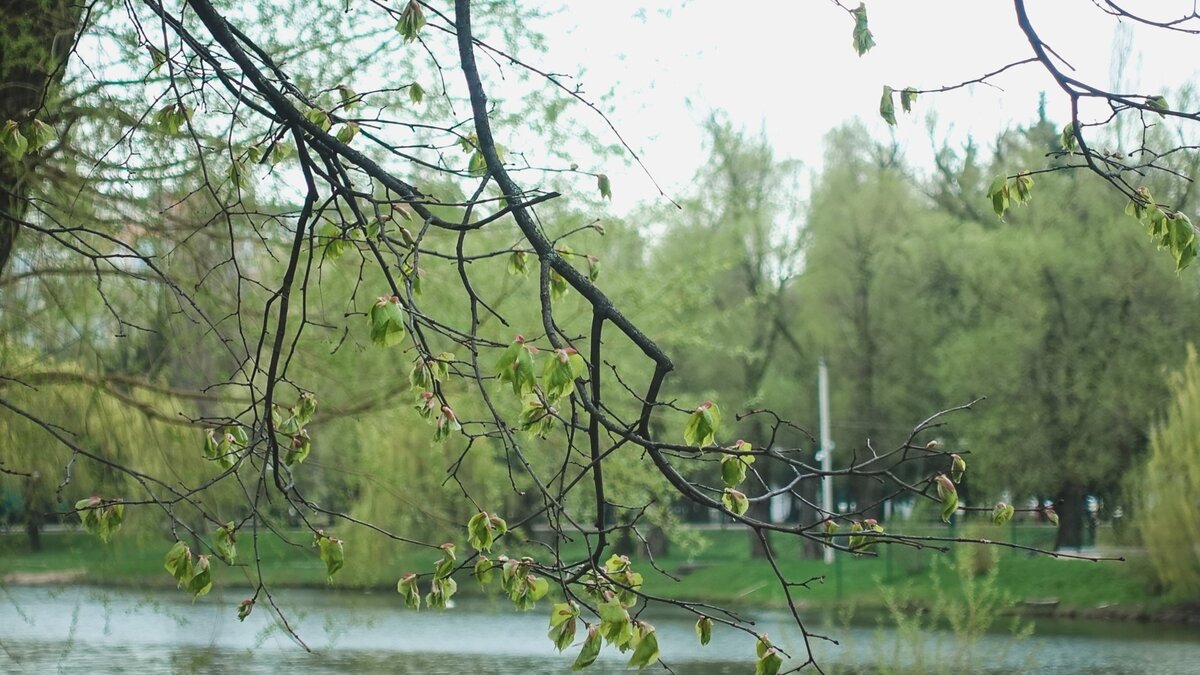     В городе заметно похолодает. Кроме того, ожидается дождь. Об этом предупредили синоптики в соцсетях.