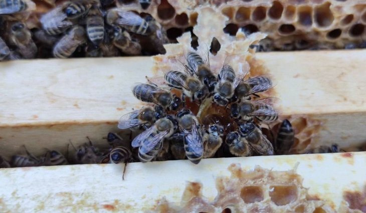    Многопрофильное органическое хозяйство полного цикла от меда до топинамбура