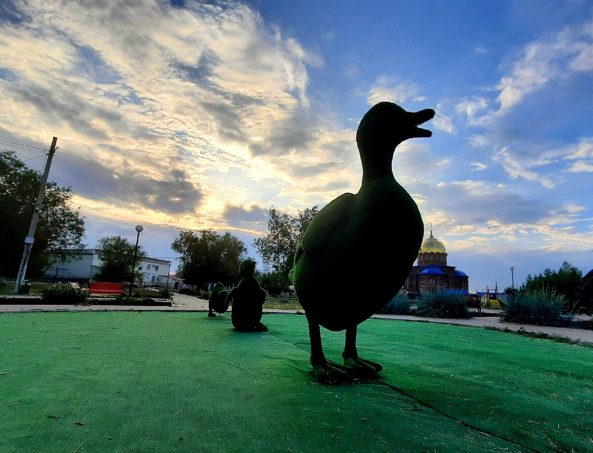 Такие утки у нас в парке 🙂
