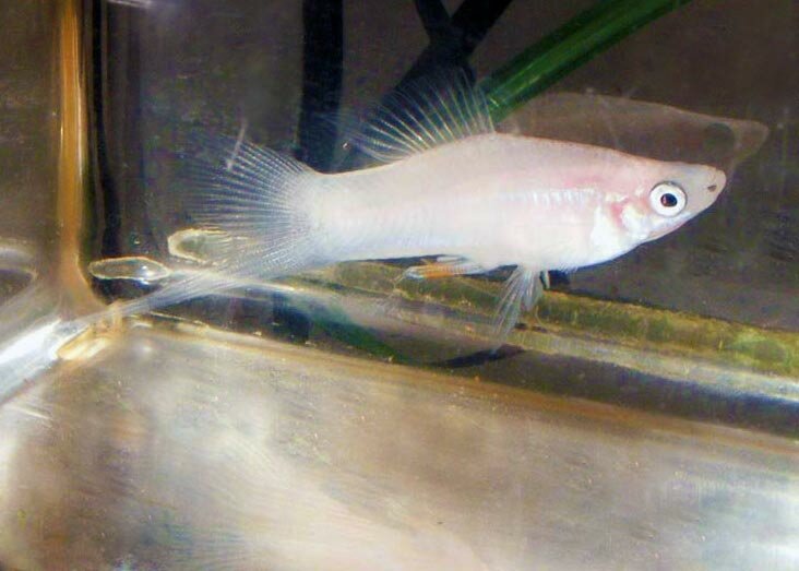 Меченосец белый