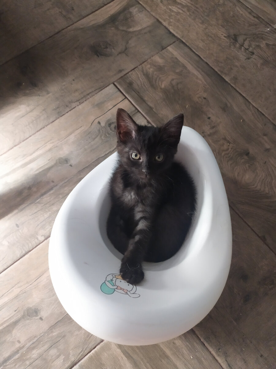 К горшку приучена!