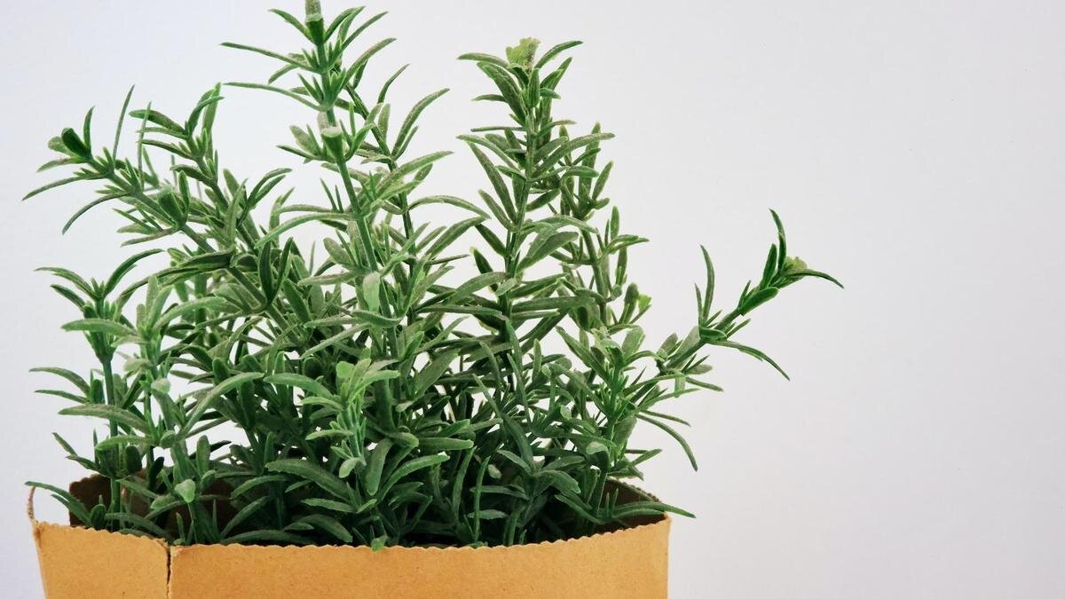    Розмарин в горшке:Unsplash/Zé Maria