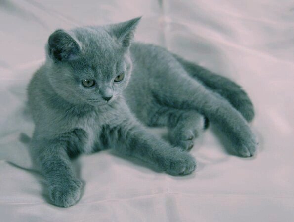 Голубой британский котенок, питомник британских кошек Silvery Snow 