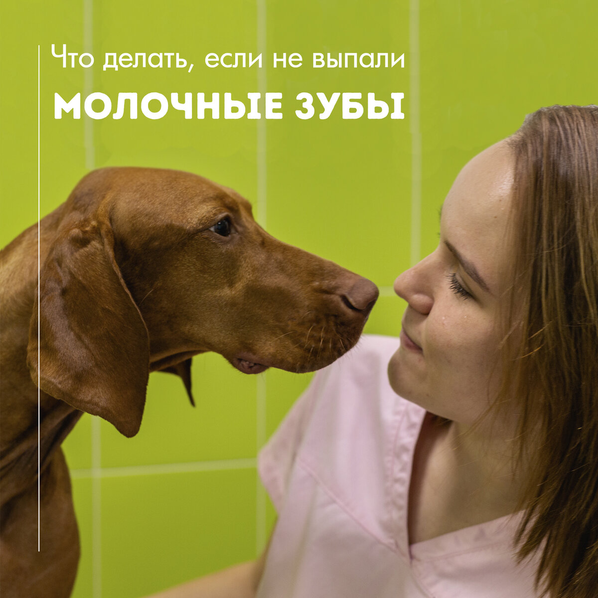 Стоматологические услуги животным в клинике ТерраВЕТ в Балашихе