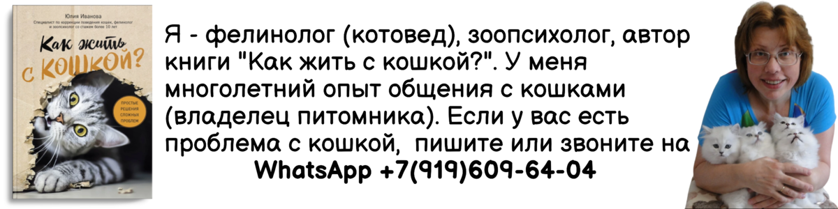 Почему у кошки текут слезы: причины слюнотечения