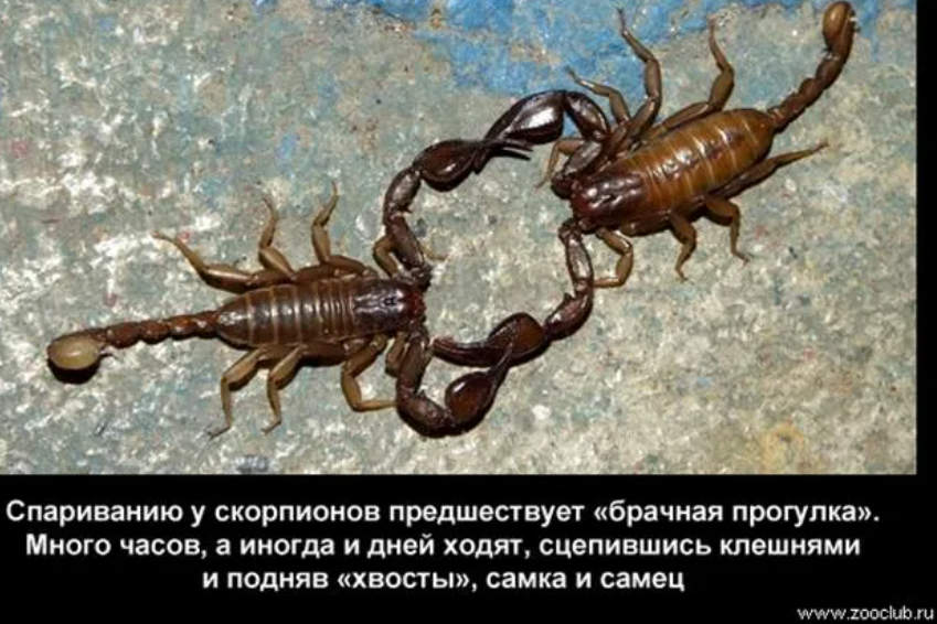 Скорпион почему тянет. Интересные факты о скорпионах. образ жизни скорпионов. скорпион самка и самец. ядовитый скорпион.