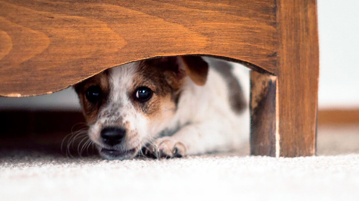 источник фото: 1korm.com