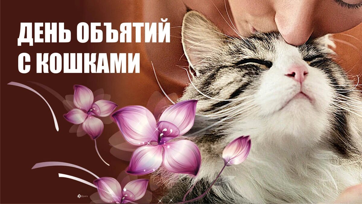 День объятий с кошками. Иллюстрация: «Курьер.Среда»