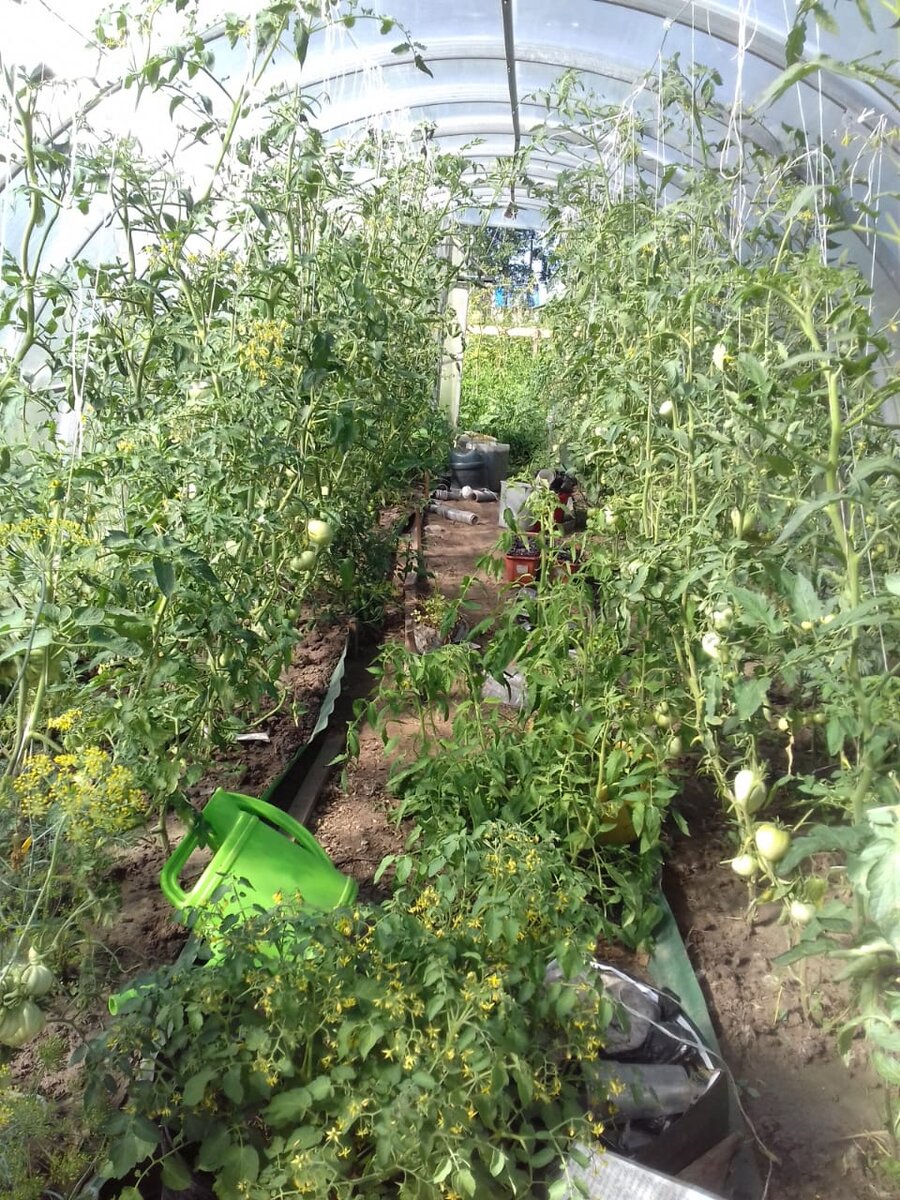 Моя теплица с помидориками в прошлом году