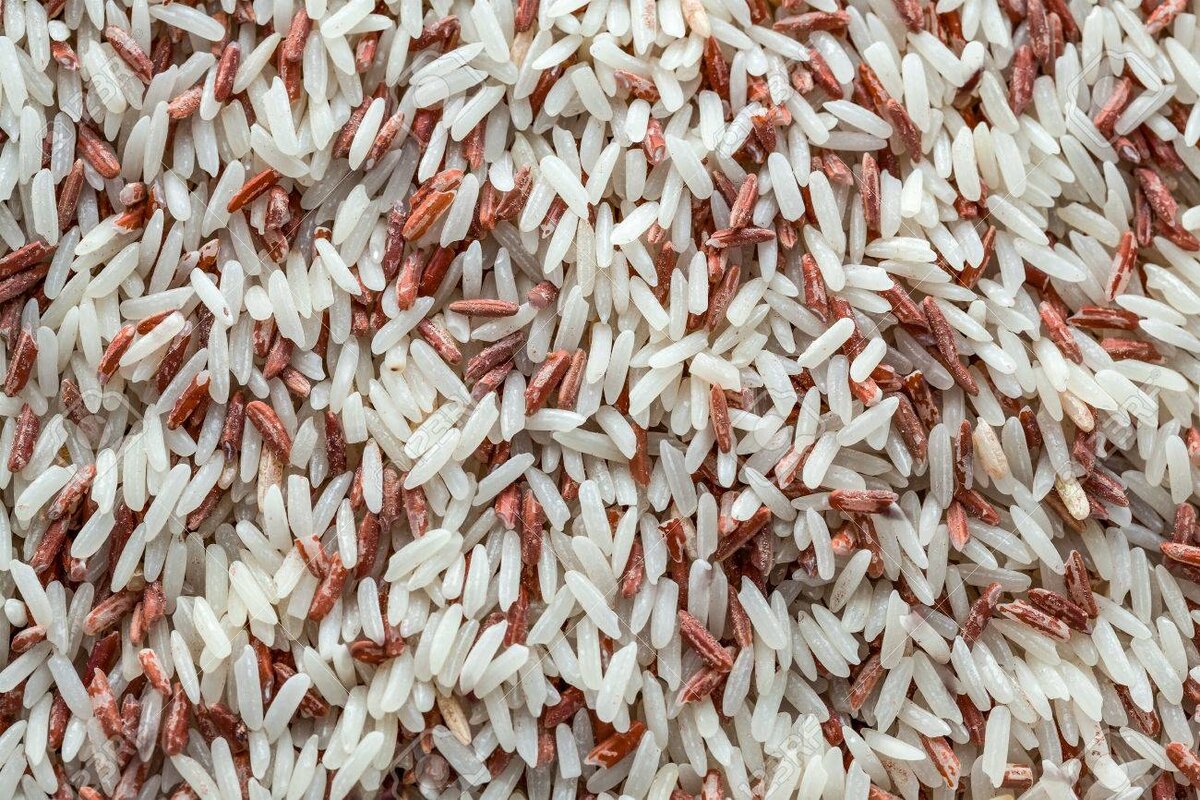 Так выглядит рис, который испортили эти жуки.
